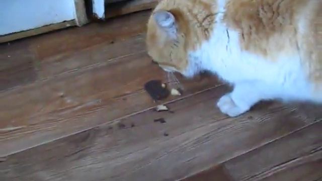 кот сладкоежка смотреть онлайн