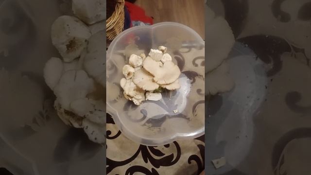 Нашла вешенка легочную.