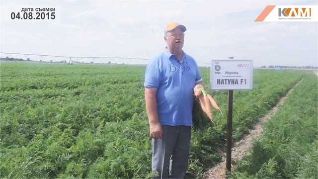 Морковь Натуна F1. Характеристики гибрида смотреть онлайн