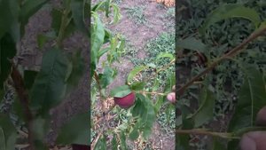 Персик СОРТ САДЖИТАРИЯ ( САГИТАРИЯ ) фермер с моего сада ОЛХ ПЕРВОМАЙСК