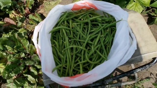 СПАРЖЕВАЯ ФАСОЛЬ: Сбор и Заморозка