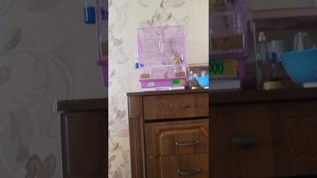 Как приручить попугая волнистика смотреть онлайн