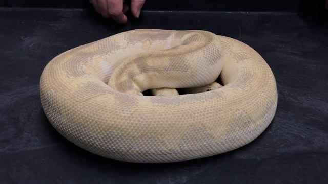 Ball Python Morphs #15  Clowns Part 2