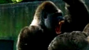 ТОП 10 САМЫХ СИЛЬНЫХ СУЩЕСТВ НА ПЛАНЕТЕ