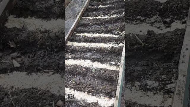 Как посеять РЕПЧАТЫЙ ЛУК чернушкой без заморочек в ОТКРЫТЫЙ ГРУНТ ?29 марта ?