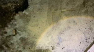 Доски распущеные насадкой мини пилорама на бензопилу