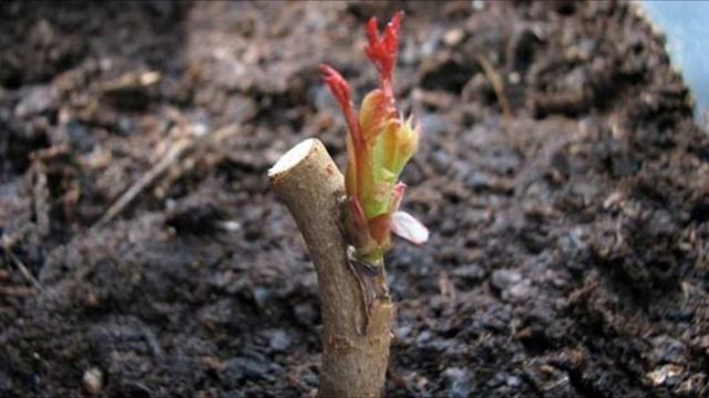 Зароботок 300 000 рублей в месяц с 30 соток земли одним человеком смотреть онлайн