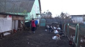 ИНДЮКИ СПАРИВАЮТСЯ НА ЗИМУ? Забрали семью индюков на племя.