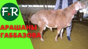 Арашаны. Шедевр, Титаник, внучка Корабля и другие овцы Ришата Габбазова.