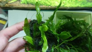 Папоротник + клей +лава = красивый декор для аквариума