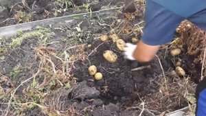 картофель в высокой грядке