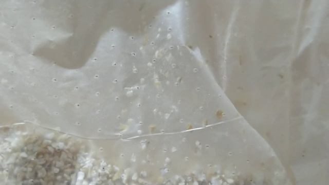 Живая крупа ячневая