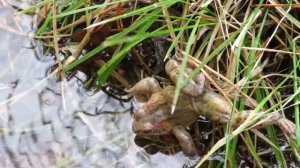 Лягушка после зимней спячки, Frog after winter hibernation