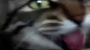 Смешные звуки кошек