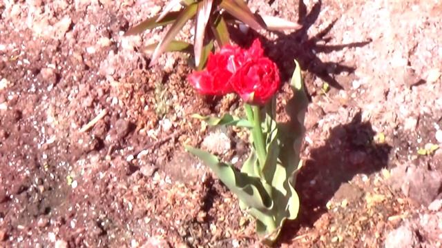 Тюльпаны в моем саду - Часть 2 (Блек Джевел, триумф Стронг Голд, махровый поздний Оранж Принцесс) смотреть онлайн