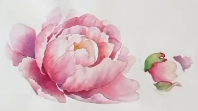 Бутон пиона.Акварель.