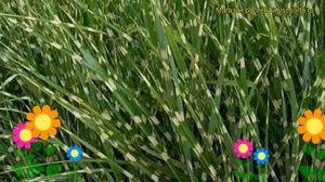 Мискантус китайский Зебринус. Краткий обзор, описание характеристик miscanthus sinensis Zebrinus