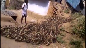 Повелитель утят?