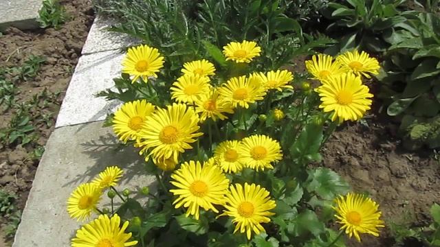 Doronicum orientale смотреть онлайн