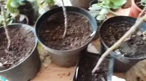 Инжир. Зимовка дома