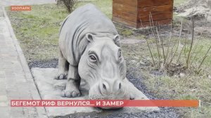 В ростовском зоопарке установили скульптуру карликового бегемота  Рифа