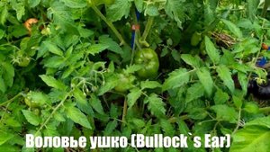Микрообзор сорта томата Воловье ушко (ОГ, г Калуга)