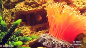 Аквариум 245 литров для содержания рыб озера Малави с профессиональной подсветкой