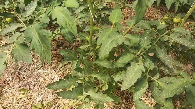 Жирование томата!!! Проблема или нет? смотреть онлайн