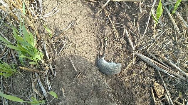 Борьба с мышами на полях. смотреть онлайн