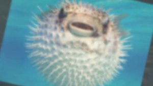 Самая опасная рыба в мире из которой готовят деликатес Фугу.