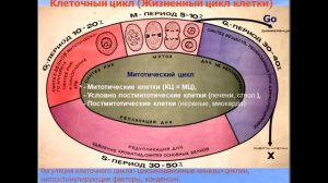 Ядро клетки. Видео лекция С.М.Зиматкин (3)