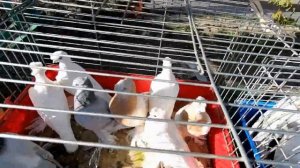 ГОЛУБИ на РЫНКЕ.ЦЕНЫ на ГОЛУБЕЙ.СЕНТЯБРЬ 2022г.АНЖЕРО-СУДЖЕНСК (часть-1)