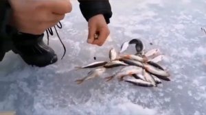 Ловим плотву на тесто сделанное из манной крупы.