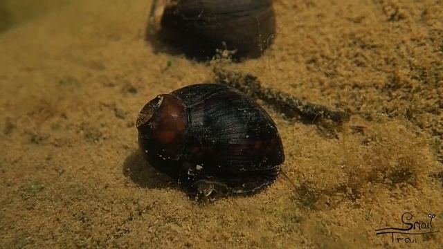 Neritina variegata - Variegated Nerite смотреть онлайн