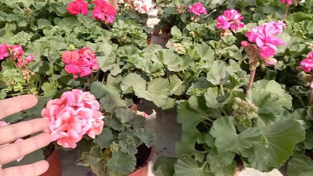 EN GÜZEL SARDUNYALAR / ÇİÇEK FİYATLARI / NASIL ÇİÇEK ALINIR / ÇİÇEK ALMANIN SIRLARI / ÇİÇEKÇİ FİDAN смотреть онлайн