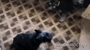 Цвергшнауцер и шотландский терьер. Есть ли разница при похожей бородатости)))?!