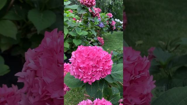 #hortensia #гортензия #hydrangea #садгортензий #flower #garden #сад #macrophylla #hydrangeaflower