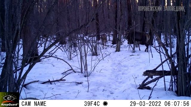 Олени сбрасывают рога! Март 2022 г. Воронежский заповедник