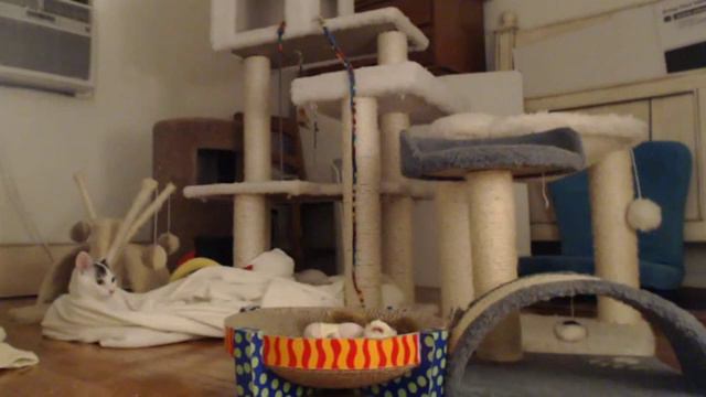 Кошка хочет спать смотреть онлайн