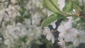 М. Исаковский - стихотворение "Вишня". Читает АКА