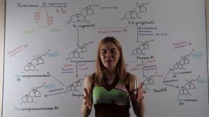 Желчные кислоты (первичные, вторичные, третичные). Синтез, функции.