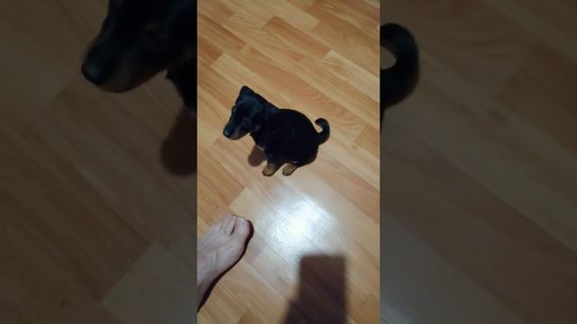 Цверг пинчер. продаю смотреть онлайн