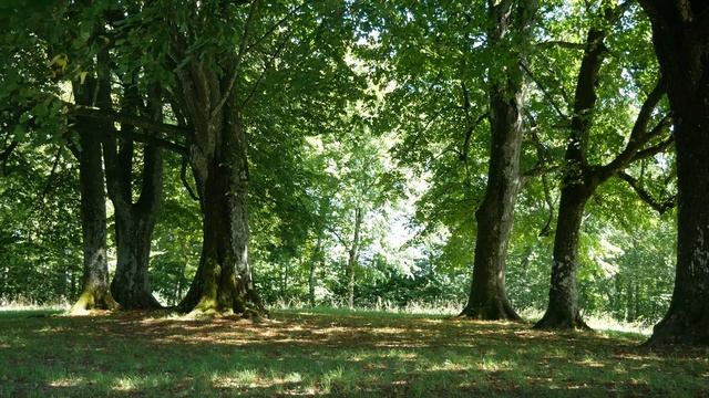 Невестка и Свёкр, это нечто. История из жизни! смотреть онлайн