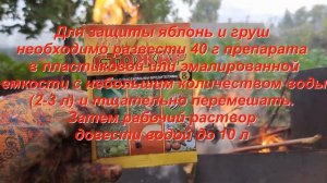 ЯБЛОНЮ АТАКОВАЛА ЯБЛОНЕВАЯ ПЛОДОЖОРКА. Как убрать гусеницу из яблок?