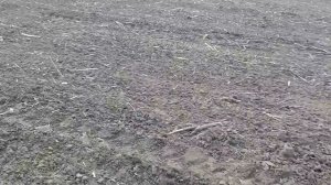 Внесение удобрений (Нитроамофос)под посев подсолнуха сеялкой СЗ-3,6