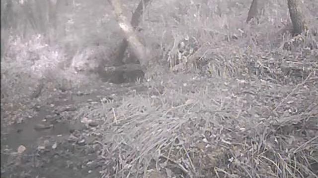 Косуля. Самодельная фотоловушка.