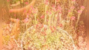 АНТЕННАРИЯ, или  КОШАЧЬЯ ЛАПКА  (ANTENNARIA)  сем. Сложноцветные