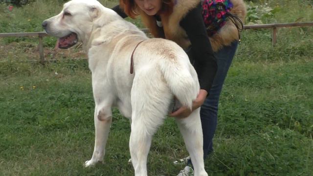 Шах Шилеле - сын Набиры Акгуш Шилеле. смотреть онлайн