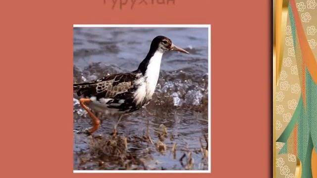 Презентация Птицы Мурманской области смотреть онлайн