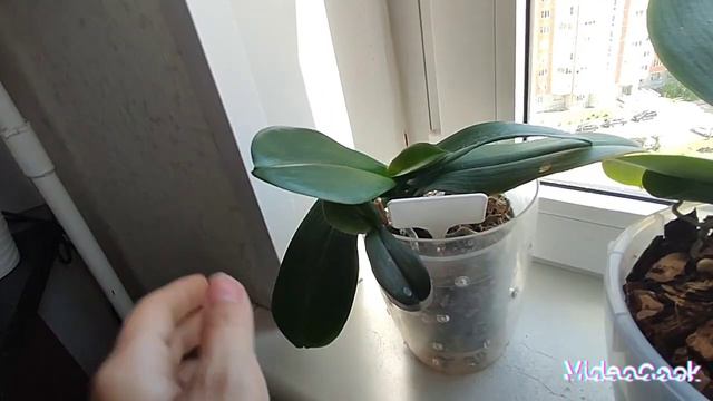 Обзор моих орхидей и растений в мае 2023 года#обзор#орхидеи#фаленопсис#цветы#уход#красота смотреть онлайн